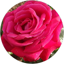 Sriranjani Subramanian profile picture